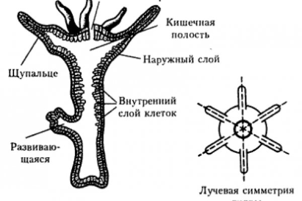 Кракен даркнет kraken link24 info