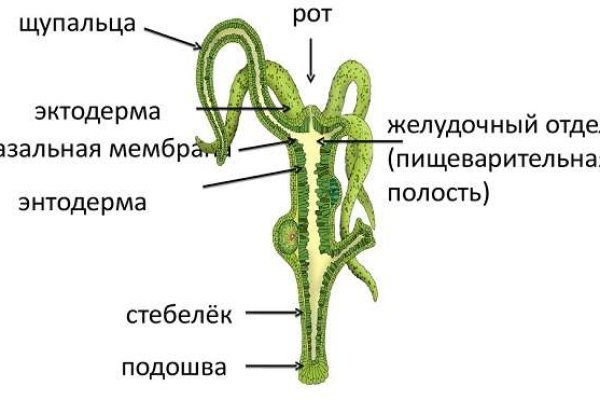 Кракен шоп krakenwebs org